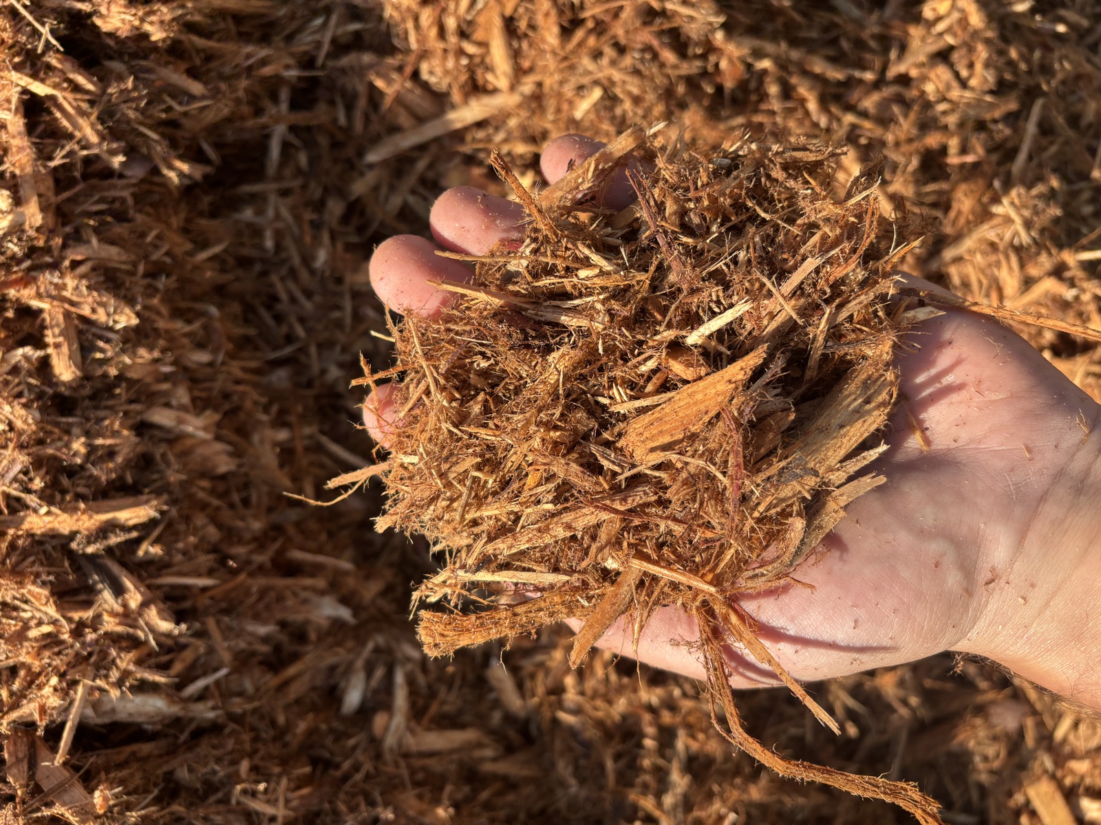 Cedar mulch in hand from Miller's Landscape and Supply