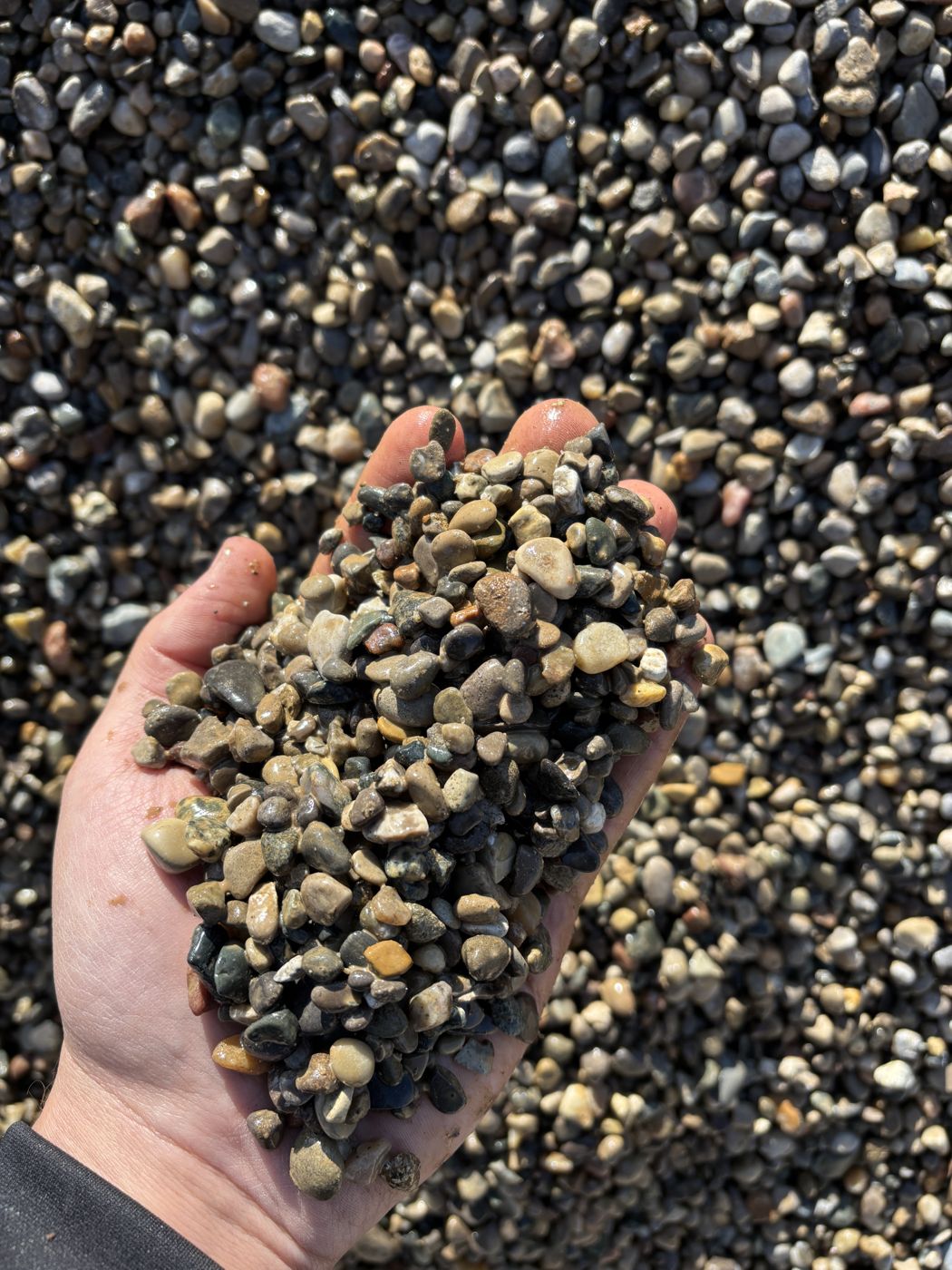 Pea stone in hand from Miller's Landscape and Supply